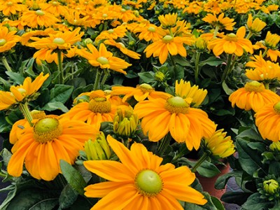 Sunbeckia® XL
