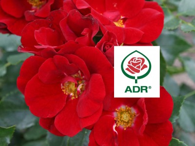 Nektarrose MARONDO®