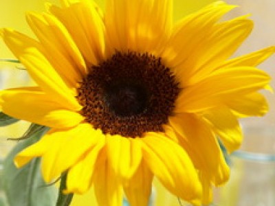 Sonnenblume SUNSATION