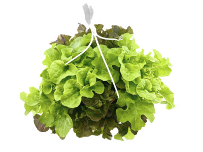Pflücksalat-Mix-Ampel
