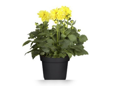 Dahlie Solitär XL gelb
