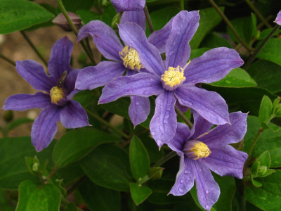 Waldrebe ARABELLA®