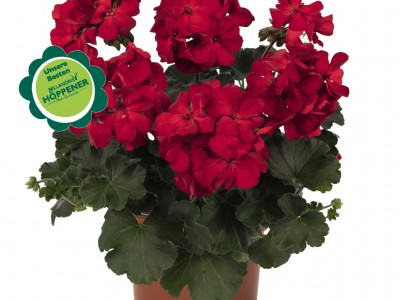 Unsere Besten! Premium Geranien