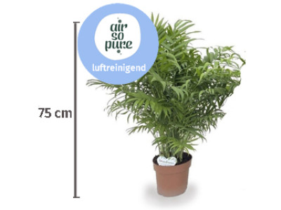 Mexikanische Bergpalme