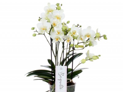 Luxus-Phalaenopsis BOQUETTO