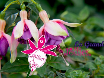 Fuchsie JOLLIES®
