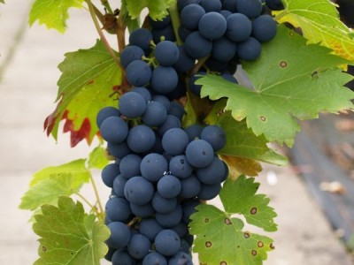 Tafeltraube blau Premiumrebe