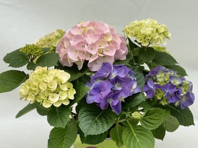 Hortensie TRIO Colour Club®