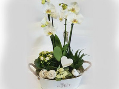 Exklusives Orchideen Arrangement XL
