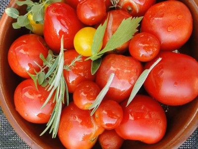 La ´Bio Tomatenpflanzen