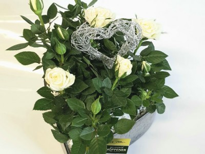 Herzschale mit weißen Röschen