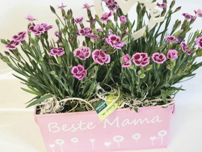 Beste Mama Arrangement