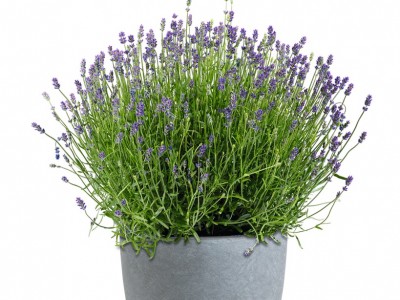 Provence Lavendel ESSENCE PURPLE® XL