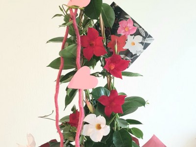 Dipladenia Pyramide DEKORIERT