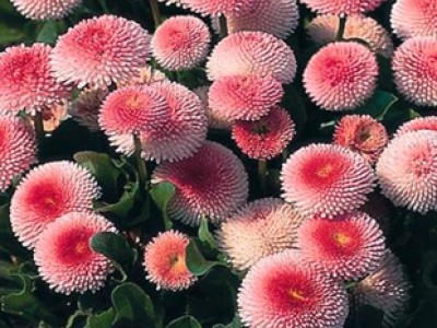 Bellis Erdbeersahne®