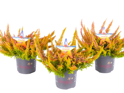 Heide SEASTAR®