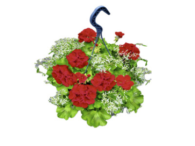 Ampelpflanze Geranie & Zauberschnee