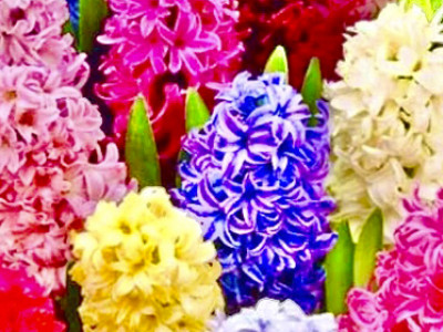 Hyazinthen Mix
