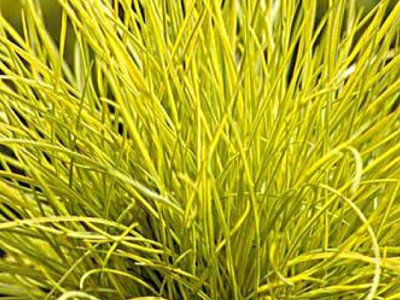Goldschwingel Gras GOLDEN TOUPEE® XL