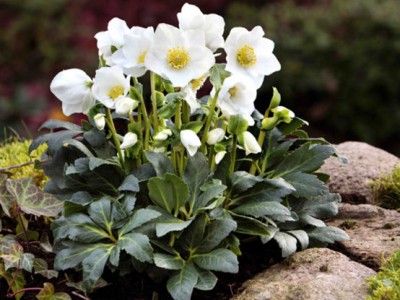 Christrose Premium