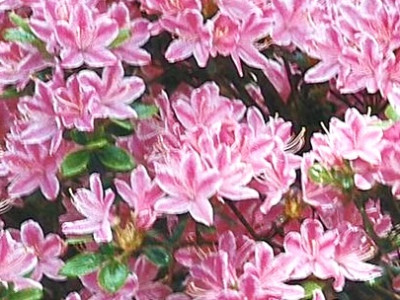 Japanische Azalee Kermesina Rose