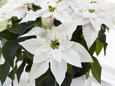 Princettia Weihnachtsstern weiß