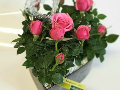 Herzschale mit rosa Röschen