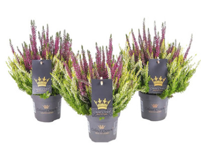 Knospenheide COLOUR CROWN®