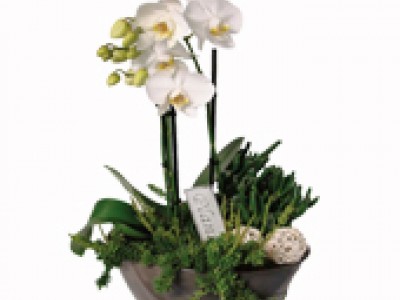 Orchideen Arrangement XL