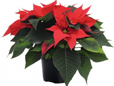 Unsere Besten! Premium Weihnachtssterne