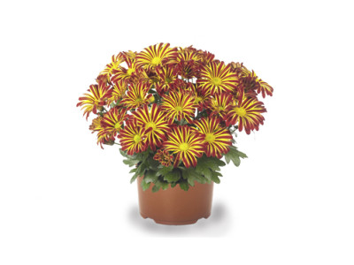 Chrysantheme RAINBOW CIRCUS®