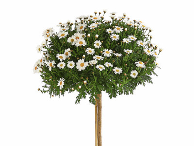 Margerite Maja Bofinger® STAMM