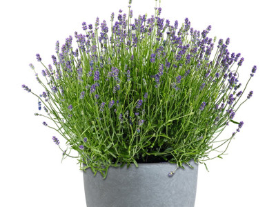 Lavendel Hidcote Blue XXL