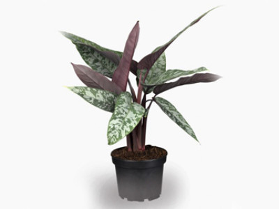 RARITÄT: Apoballis Red Sword