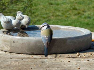 Vogel- und Insektentränke