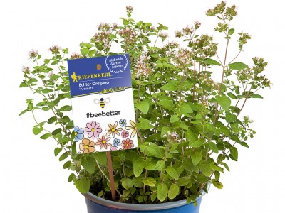 Beebetter Blühkräuter-Kollektion
