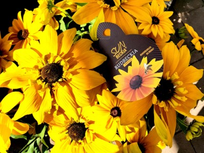 SUNBECKIA XL-Solitärstaude