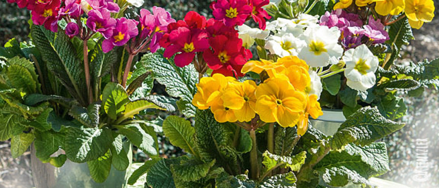 Hoch hinaus: "Spring Bouquet©"-Stängelprimeln