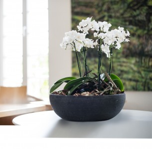 Gartencenter Höppener | Pflanzen-Arrangements