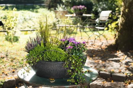 Gartencenter Höppener | Pflanzen-Arrangements