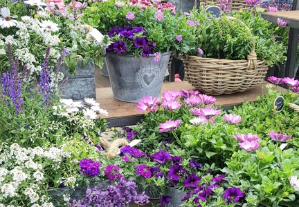 Gartencenter Höppener | Pflanzen-Arrangements