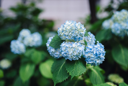 Gartencenter Höppener | Pflanzen