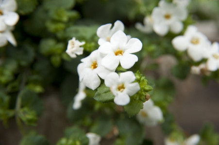 Gartencenter Höppener | Pflanzen