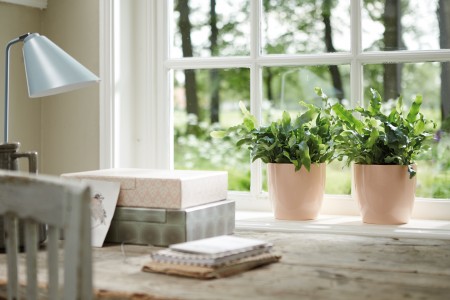 Gartencenter Höppener | Für jede Topfpflanze den passenden Pflanzkübel