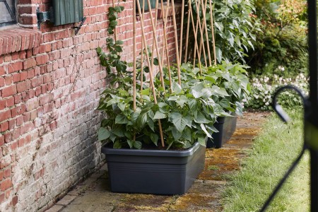 Gartencenter Höppener | Für jede Topfpflanze den passenden Pflanzkübel
