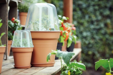 Gartencenter Höppener | Für jede Topfpflanze den passenden Pflanzkübel
