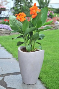 Gartencenter Höppener | Für jede Topfpflanze den passenden Pflanzkübel