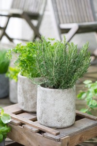 Gartencenter Höppener | Für jede Topfpflanze den passenden Pflanzkübel