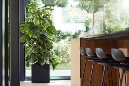 Gartencenter Höppener | Für jede Topfpflanze den passenden Pflanzkübel