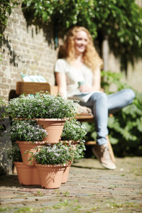 Gartencenter Höppener | Für jede Topfpflanze den passenden Pflanzkübel